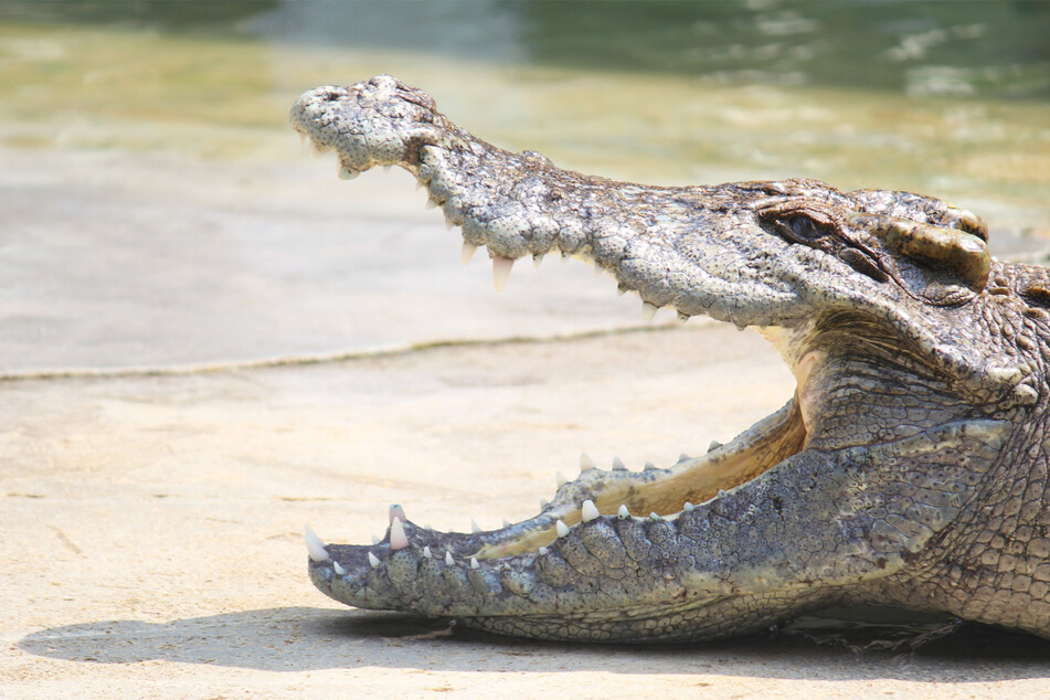 Scientists record first ever virgin birth in a crocodile.
