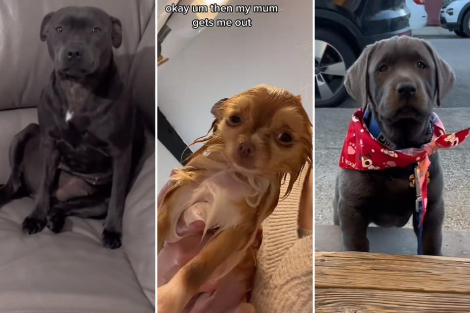 These three TikTok videos show off some of the cutest dogs and their hilarious and captivating personalities.