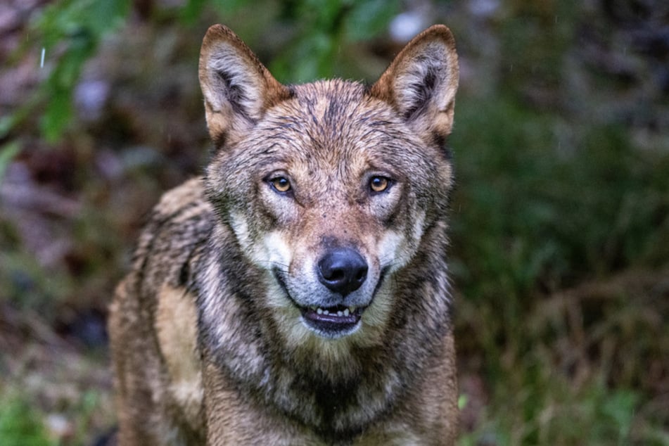 Ein junger Wolf erkundet neugierig seine neue Umgebung im Nationalparkzentrum Falkenstein.