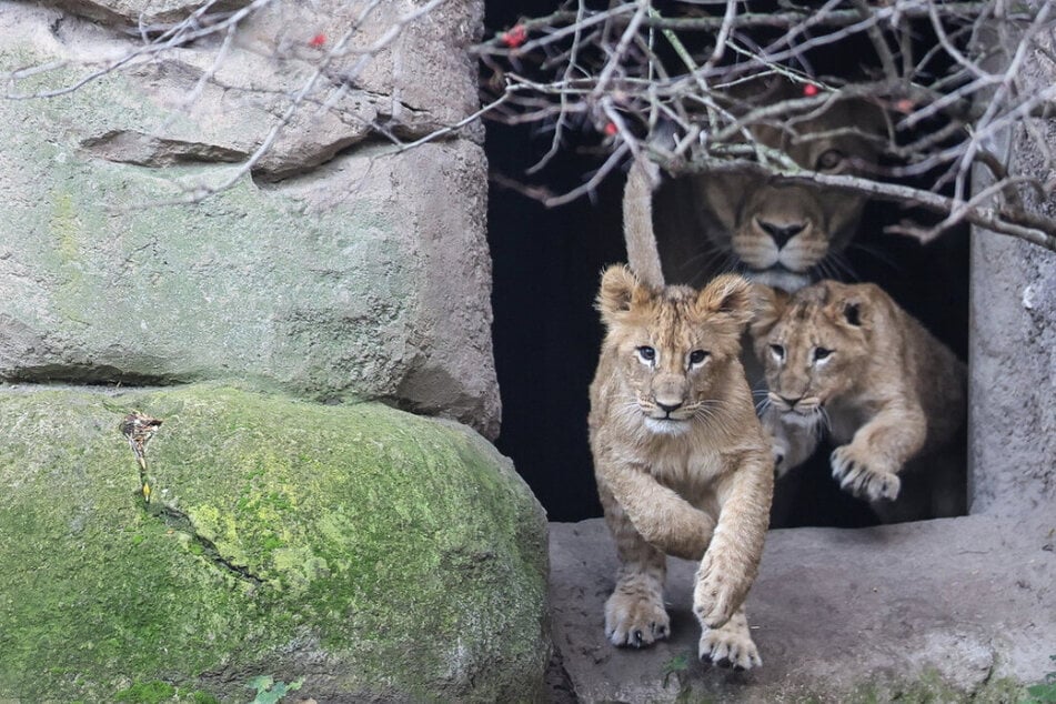 Gebiss-Wechsel im Zoo Leipzig: Löwenkinder verschlucken eigene Zähne