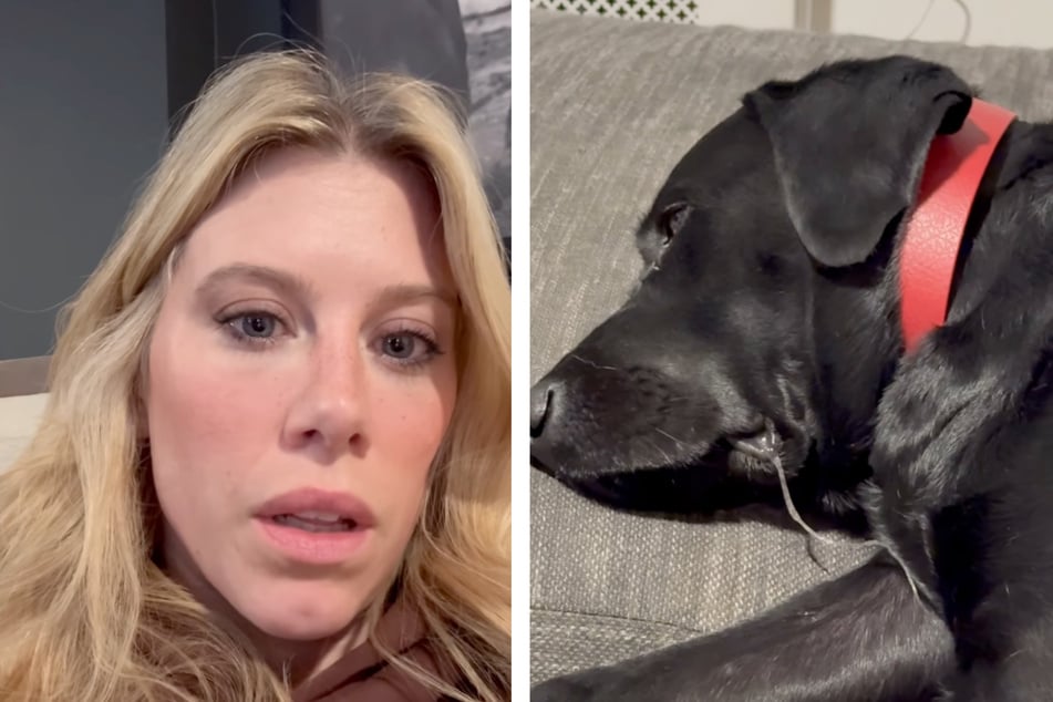 Ashley Culver (42) erzählt in ihrem Video, dass ihr Hund Calli (r.) lange Zeit nach dem Vorfall traumatisiert war.