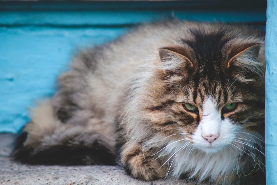 Hat die Katze Giardien, sind gesundheitliche Probleme möglich.