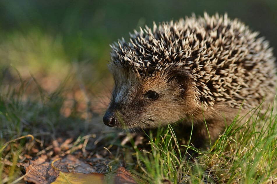 Chemnitz: Sie stehen auf der Roten Liste: So will Chemnitz jetzt Igel schützen