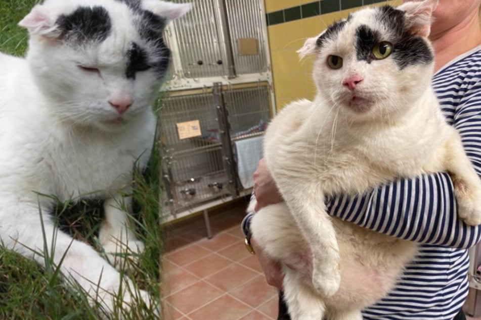 Unglaubliche Verwandlung: Diese extrem fette Katze sieht jetzt ganz anders aus!