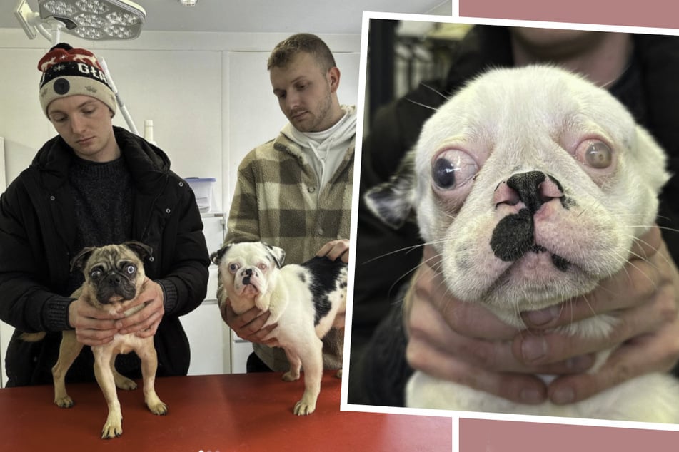 Diese beiden Mops-Hunde wurden in Polen aus einer "Pseudo-Zuchtanlage" gerettet.