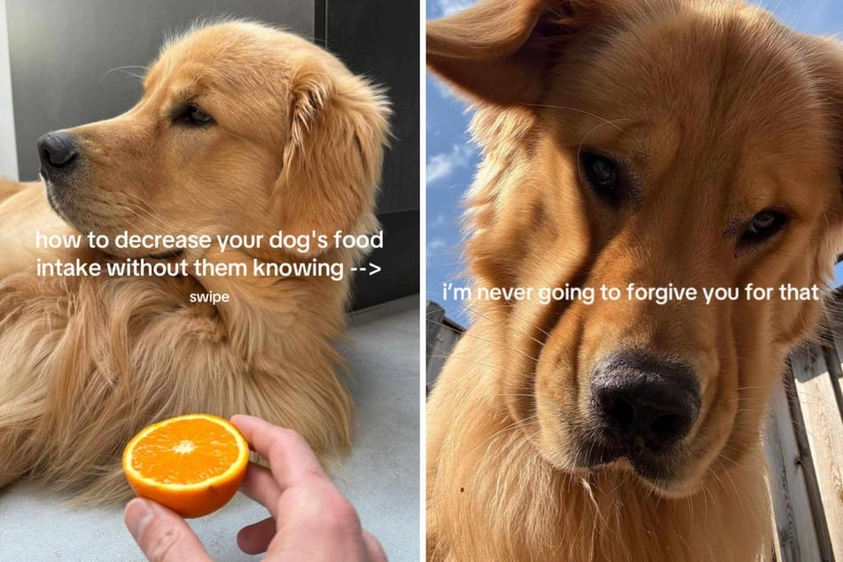 Will Bearson the dog ever find it in his heart to forgive the agonizing emotional pain of being given an orange?