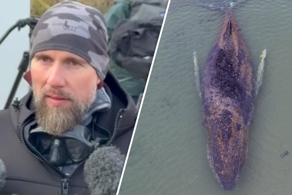 Gestrandeter Buckelwal in der Ostsee: Experte dämpft Erwartungen, Bagger im Einsatz