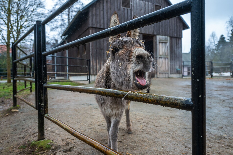 "Solche Esel", denkt sich dieses Tier am Tierpark - und meint die Besucher, die seine Artgenossen mit falschem Futter fett füttern.