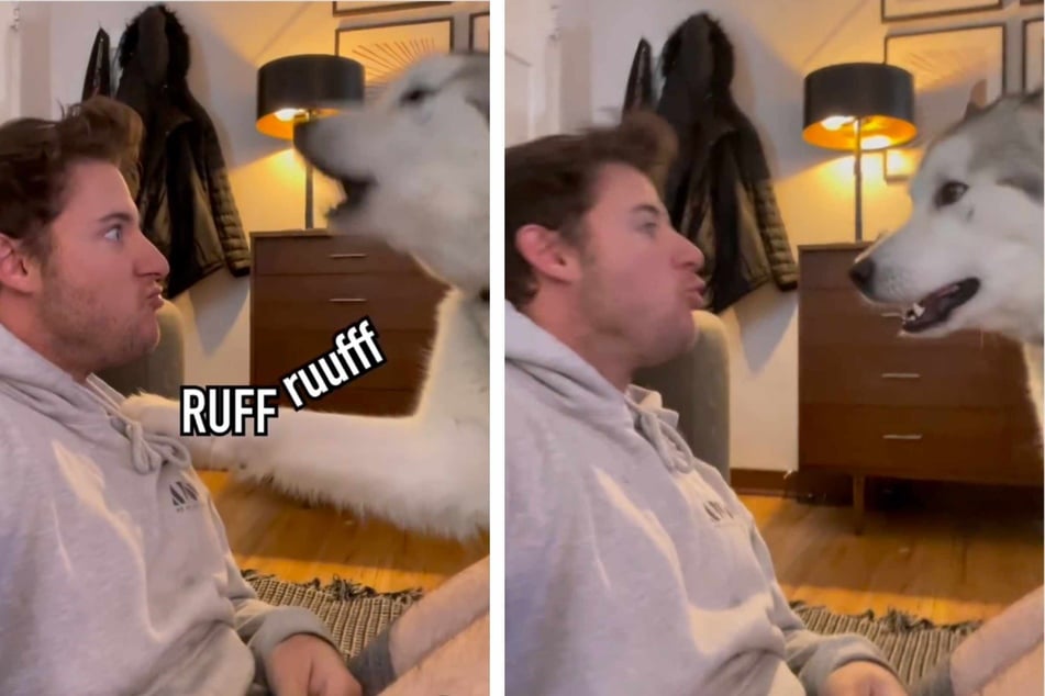 Pup teaches owner to "talk dog" in hilarious viral video