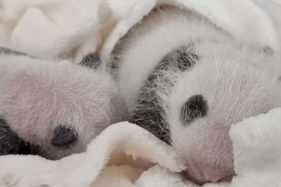 Die beiden Panda-Babys entwickeln sich prächtig.