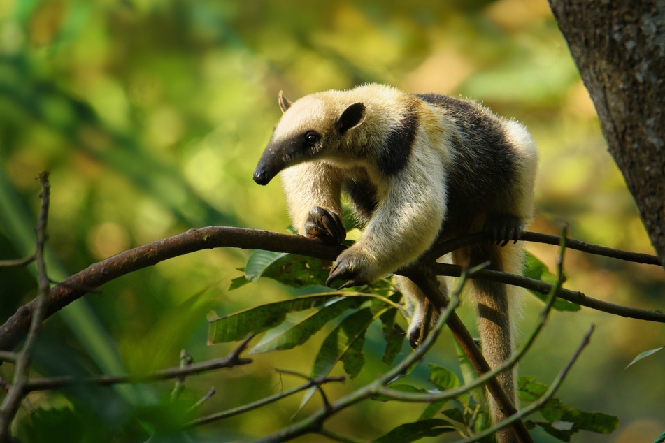 Ein ausgewachsener Tamandua klettert in freier Wildbahn über einen Ast.