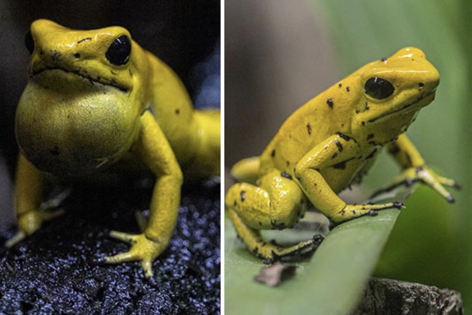 Der Schreckliche Pfeilgiftfrosch ist eines der giftigsten Tiere der Welt.