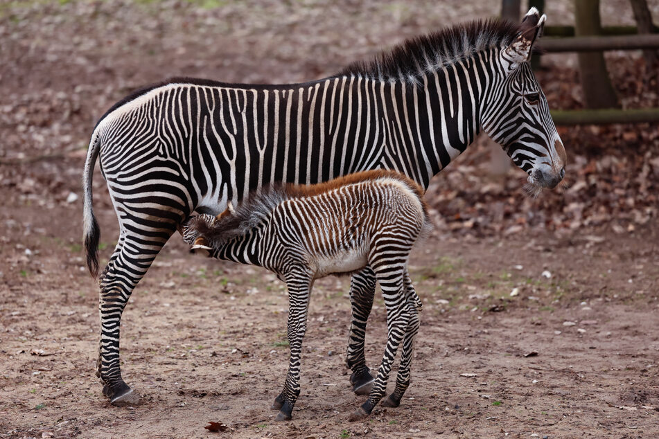 Zebrastute Linda hat am 24. Januar 2024 ein Zebrababy namens Lumi zur Welt gebracht.