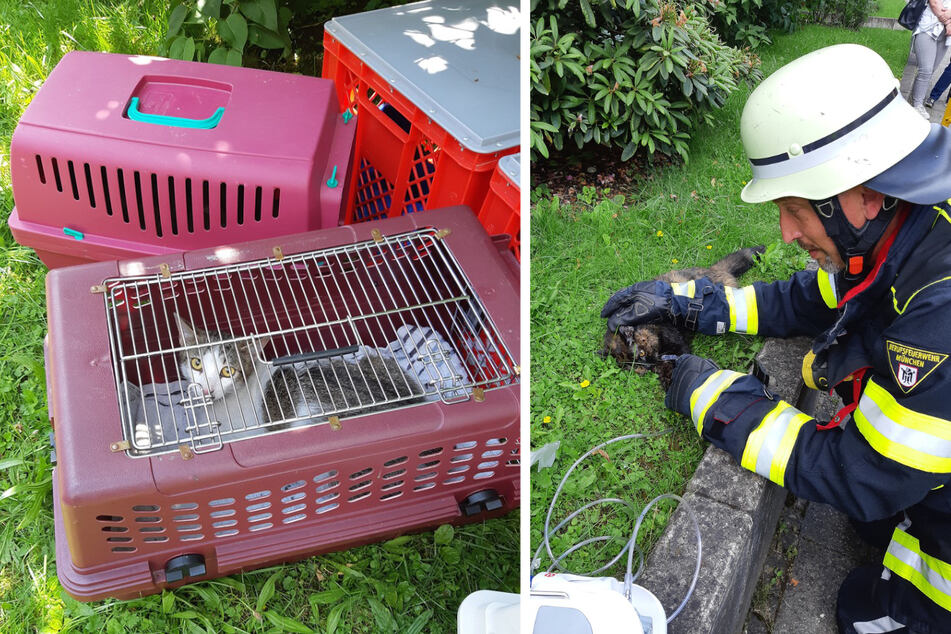 Die Feuerwehr versorgte die Katzen nach der Rettung mit Sauerstoff und Streicheleinheiten.