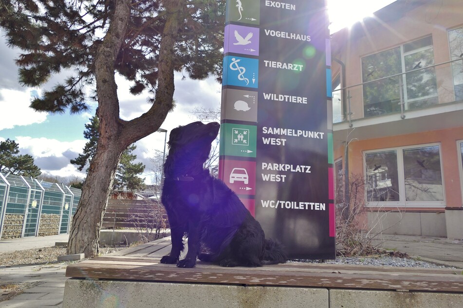 Hund Ebby sitzt an einem Wegweiser im Tierheim München. Nach drei Jahren Pause dürfen nun wieder regelmäßig Besucher aufs Gelände.