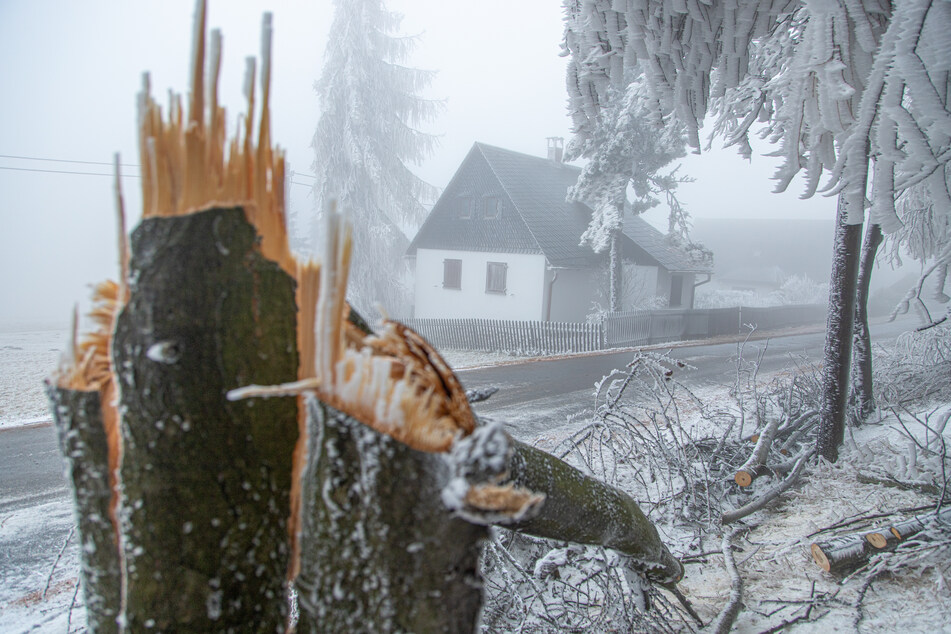Umgekrachte Bäume sorgten am Sonntag für mehrere Feuerwehreinsätze im Osterzgebirge.