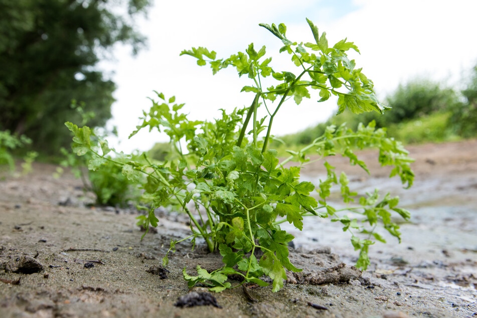 Ein frisch gepflanzter Schierlings-Wasserfenchel steht in Kirchwerder an der Elbe.