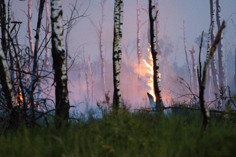 Brennende Baumstämme in der Gohrischheide - seit dem 1. Juli brennt es hier. Inzwischen sind rund 2100 Hektar Heideland niedergebrannt.