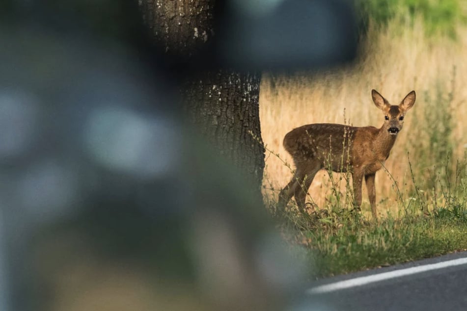 Laut Polizeiangaben war ein Reh auf die Straße gelaufen. (Symbolbild)