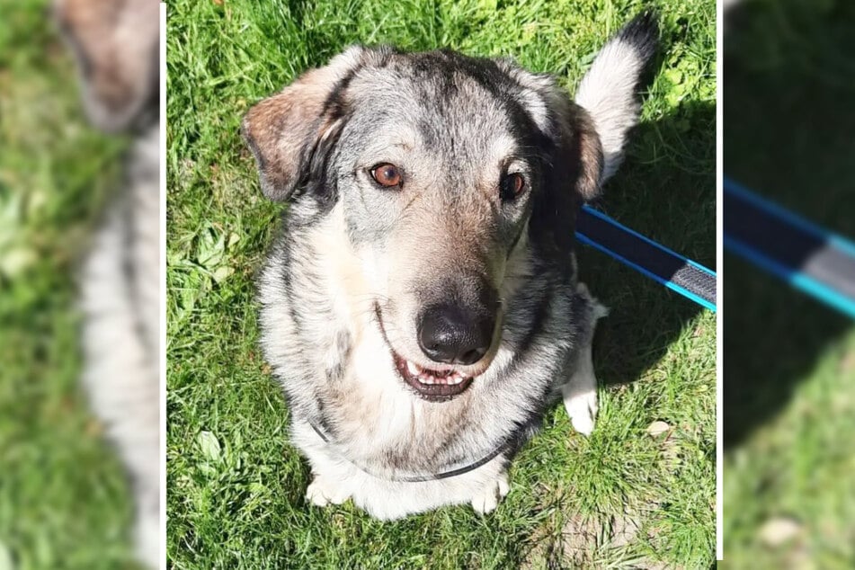 Pablo lebt im Tierheim Berlin und ist auf der Suche nach einem neuen Zuhause.