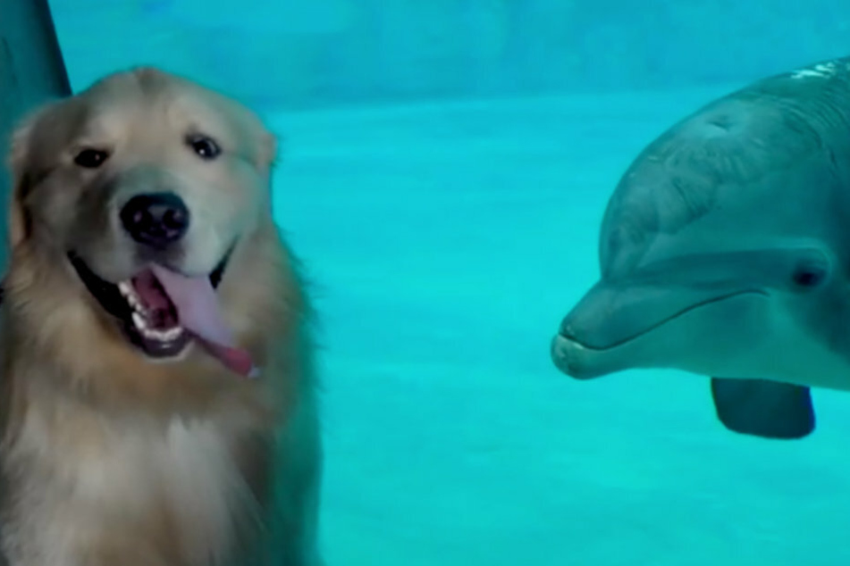 Cutest IRL meet-up: after chatting online, dog meets dolphin buddy in person
