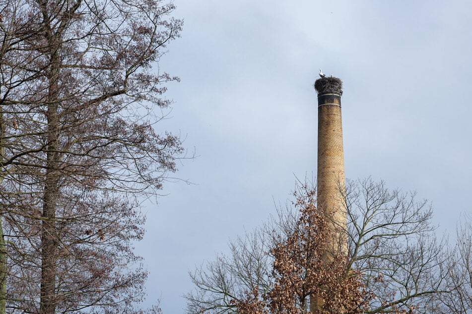 Das Nest sitzt verdächtig schief auf dem Schornstein am Gründelpark.