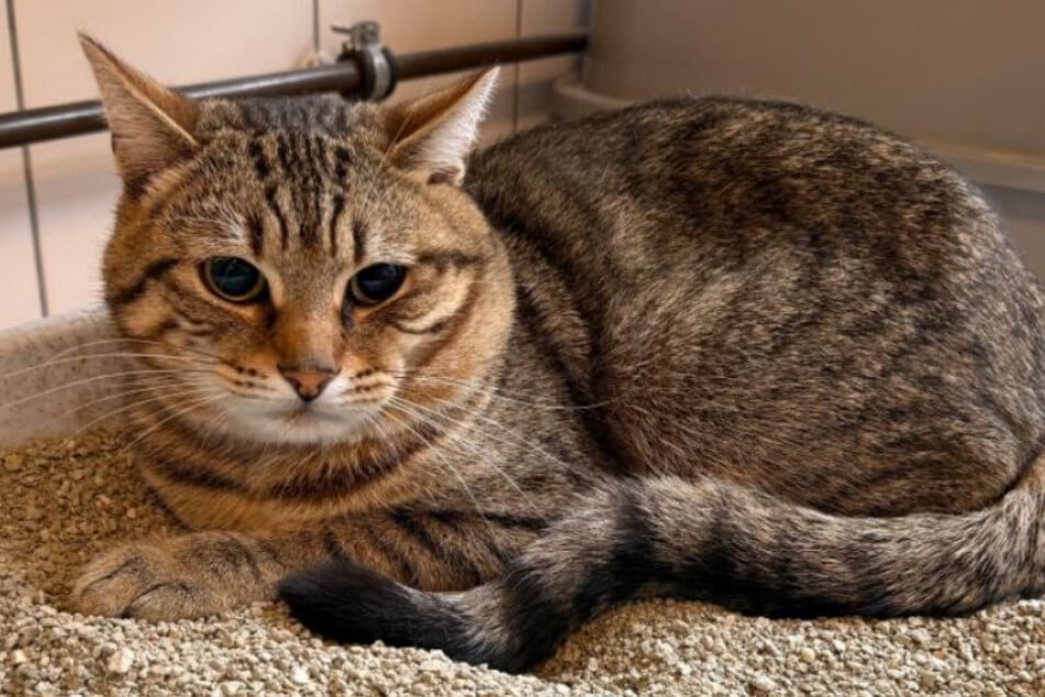 Der Kater war vor einiger Zeit von der Feuerwehr ins Tierheim gebracht worden.