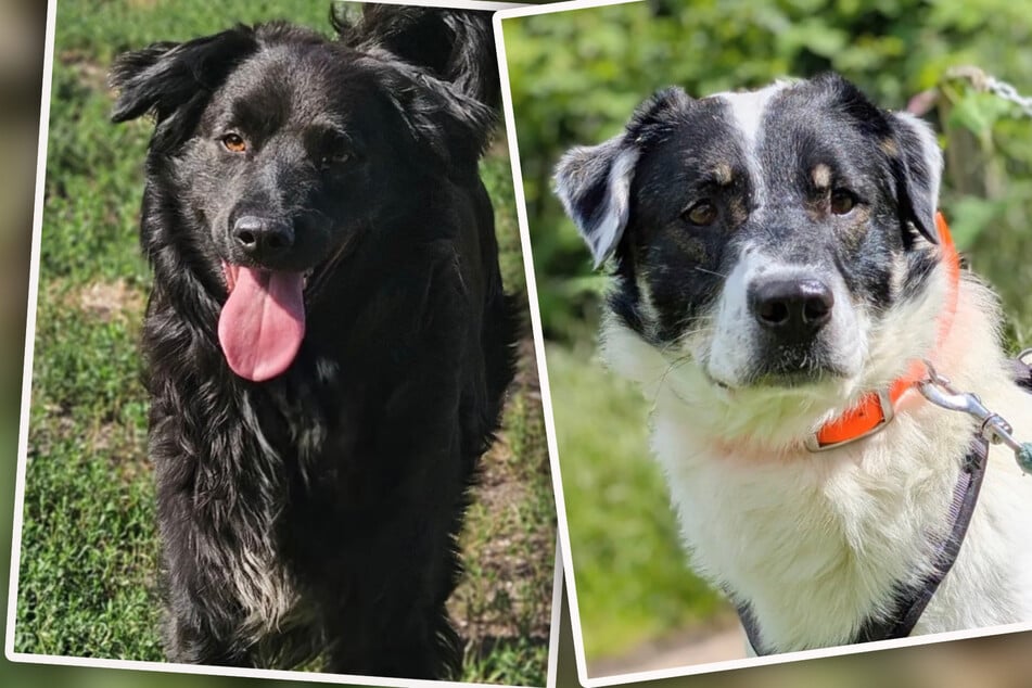 Nach Rettung von mehr als 100 verwahrlosten Hunden: Trauriges Duo wartet weiter auf Happy End