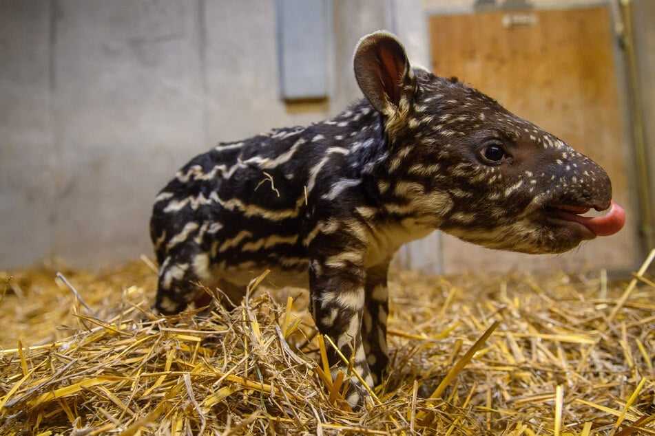 Süßer Nachwuchs im Zoo Magdeburg: Tapir Mary bringt Jungen zur Welt