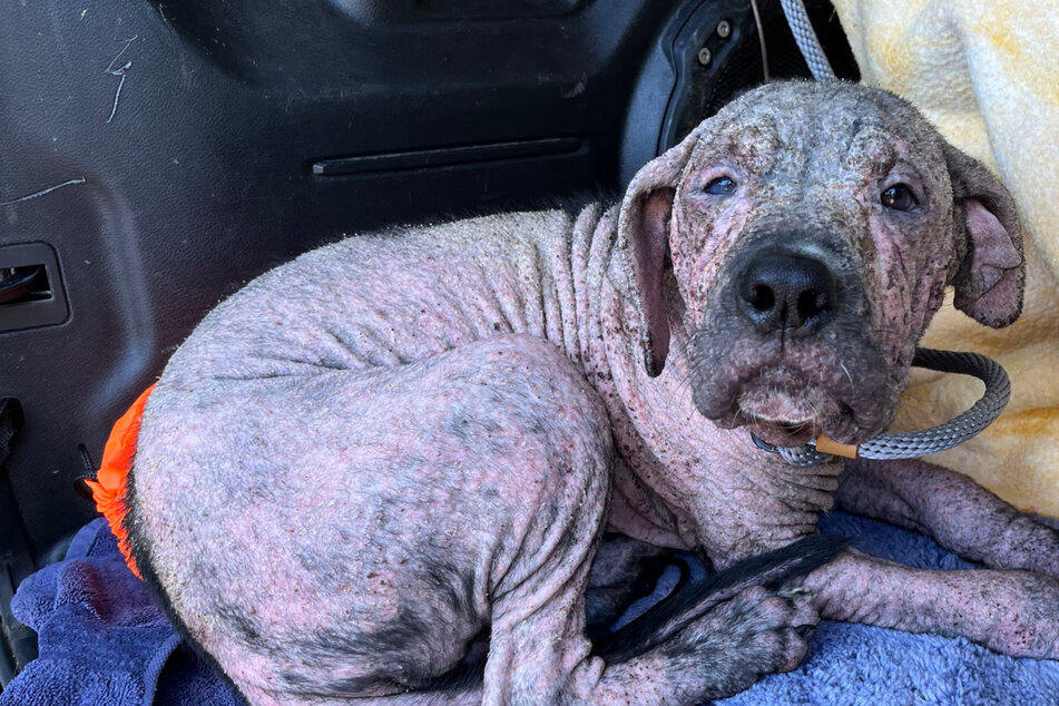 Hairless dog's transformation leaves shelter volunteers stunned with "best glow-up ever!"