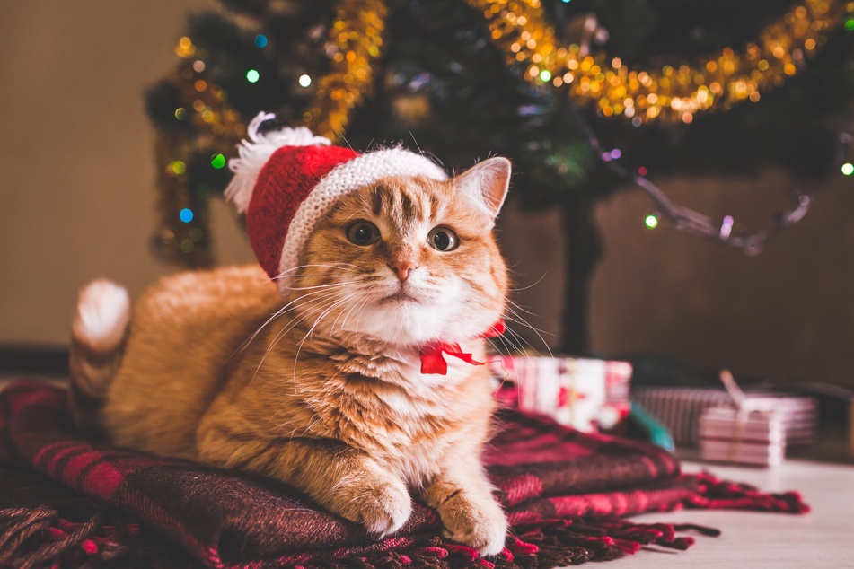 Mit einem Adventskalender für Katzen kann man seinen Stubentiger an der Vorfreude aufs Weihnachtsfest teilhaben lassen.