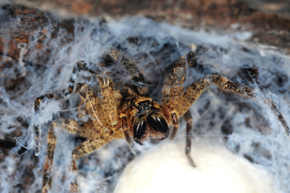 Die Nosferatu-Spinne ist mittlerweile immer öfter in Deutschland zu finden. Sie kann bis zu acht Zentimeter groß werden.