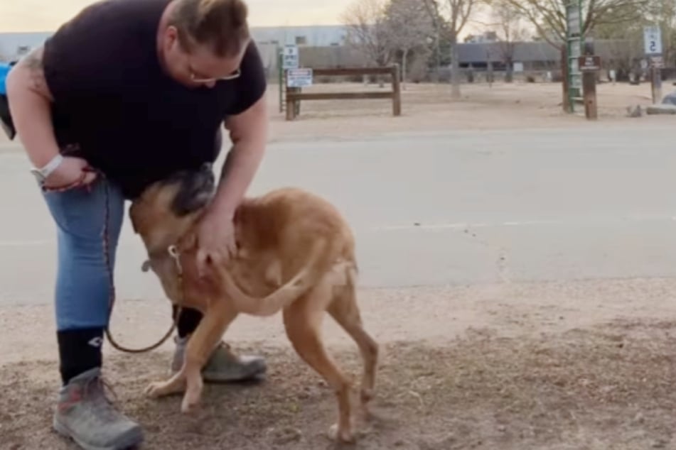 Wieder zurück im Tierheim: Delilah muss nun auf ein neues Zuhause warten.