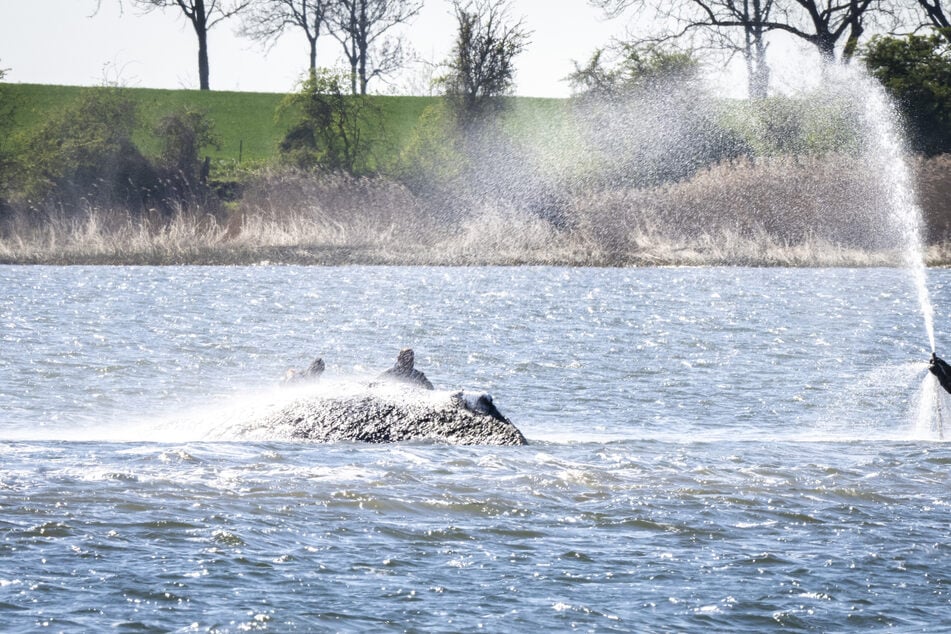 Helfer besprühen den Wal immer wieder mit Wasser.