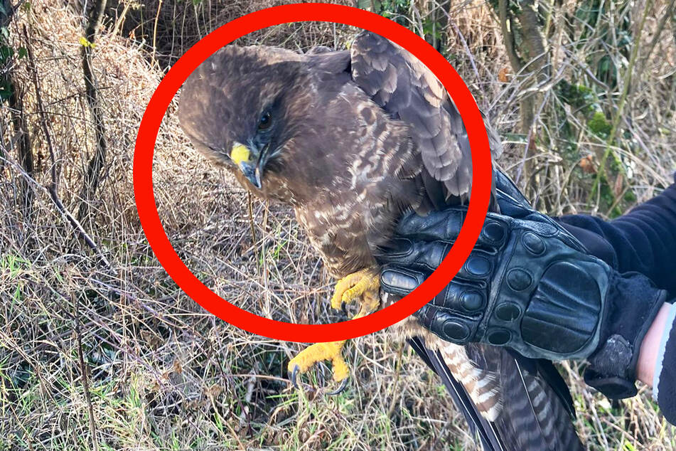 Ein in Not geratener Mäusebussard löste am Freitag einen Polizeieinsatz bei Groß-Umstadt aus.