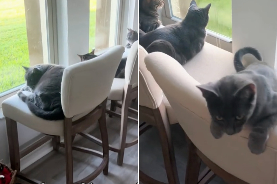 These cats are living the life, as their human made sure they've got a comfy spot to view the birds.