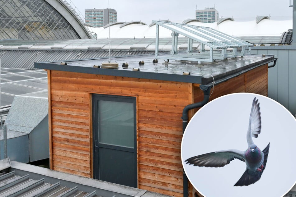 Das Taubenhaus steht auf dem Dach der Empfangshalle.