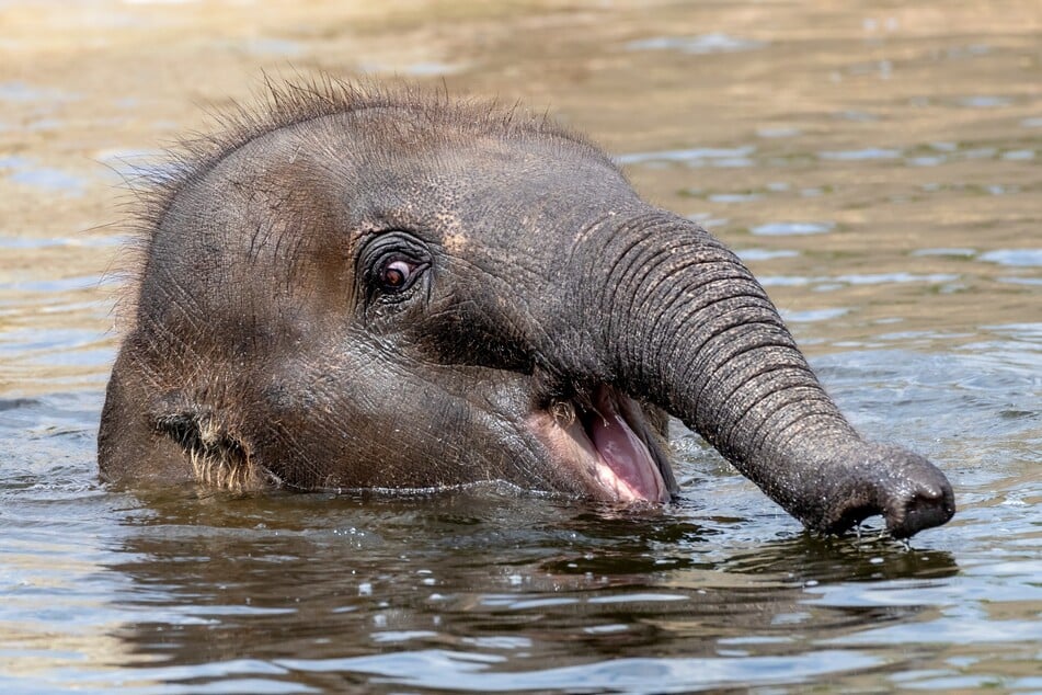 Elefantenkälber sind bereits mit der Geburt sehr weit entwickelt (Symbolbild eines jungen Indischen Elefanten).
