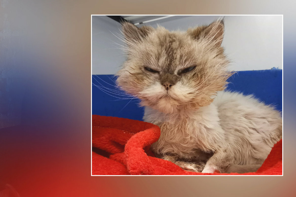 "Mehr tot als lebendig": Katze Anastasia wurde einfach ausgesetzt!
