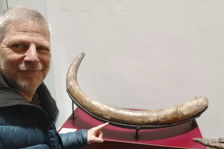 Mario Sempf und ein Mammutstoßzahn aus Prohlis, der in der Senckenberg-Sammlung (nicht öffentlich) aufbewahrt wird.