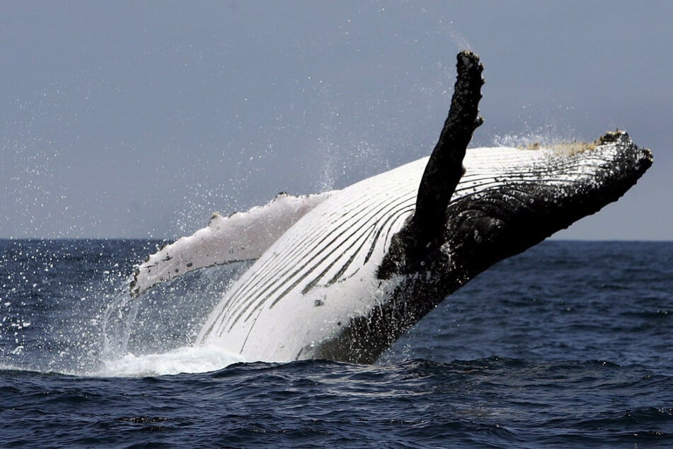 Buckelwale sind imposante Meeressäuger. (Archivbild)