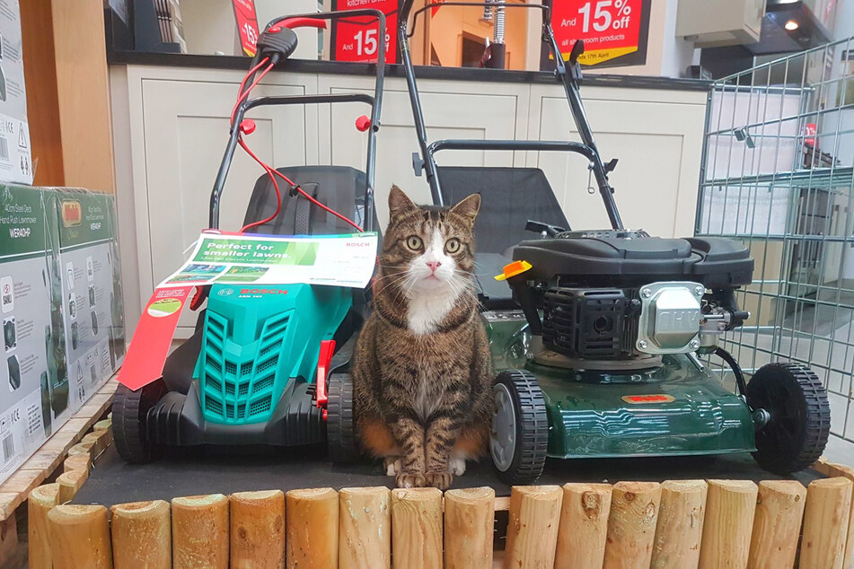 Steve the hardware store cat lived among the lawnmowers and paints for eight years straight.
