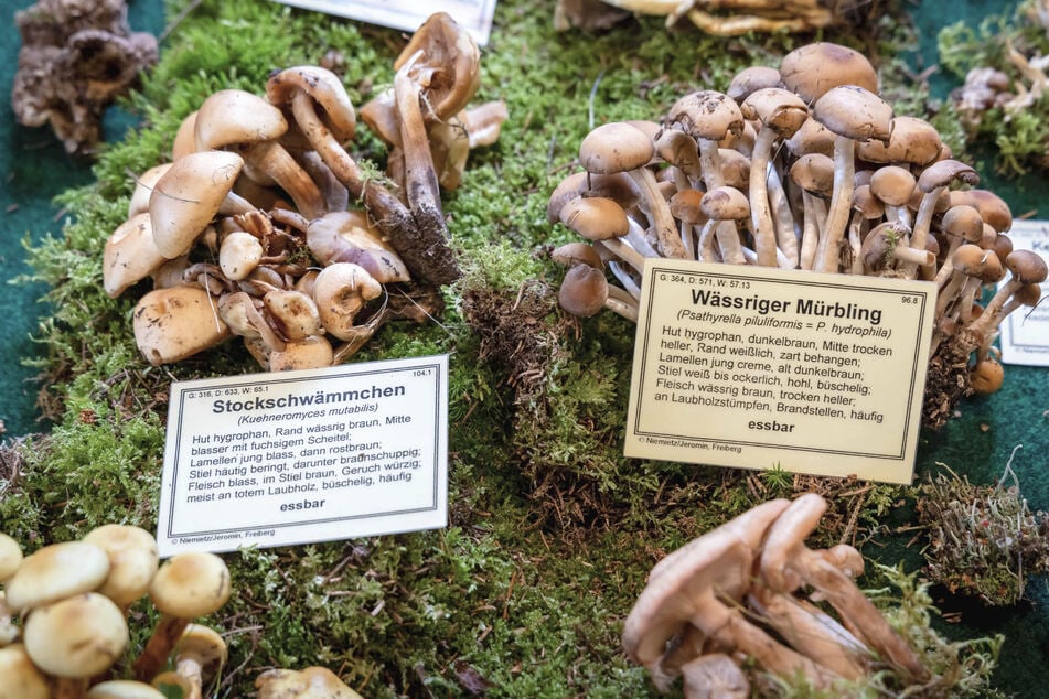 Am Sonntag könnt Ihr auf dem Dresdner Herbstmarkt alles rund um das Thema Pilze erfahren. (Symbolfoto)