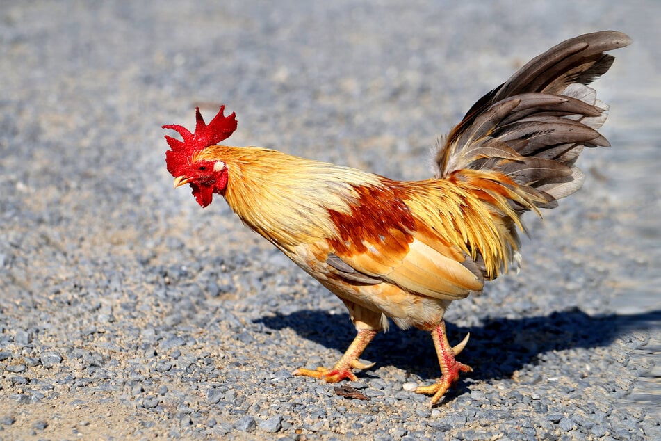 Coronavirus restrictions have made it more difficult to investigate cockfighting operations (stock image).