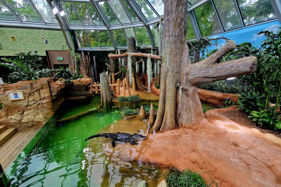 Die Besucher finden im neuen Terrarium zahlreiche, teils sehr seltene, Tierarten.