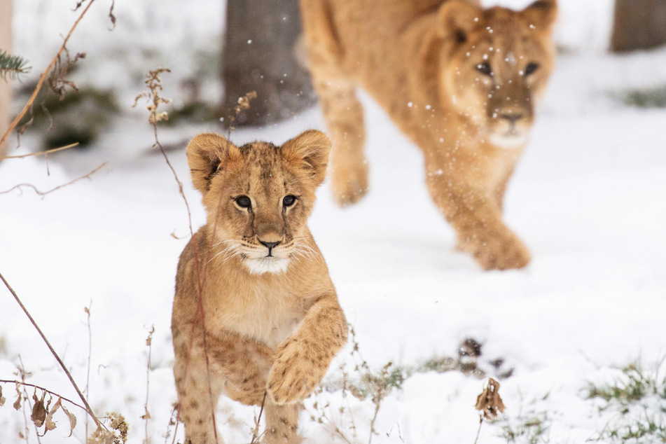 Welpe Stefania tollt, gefolgt von ihrer großen Schwester Prada, durch den Schnee im Wildcat Sanctuary in Minnesota.