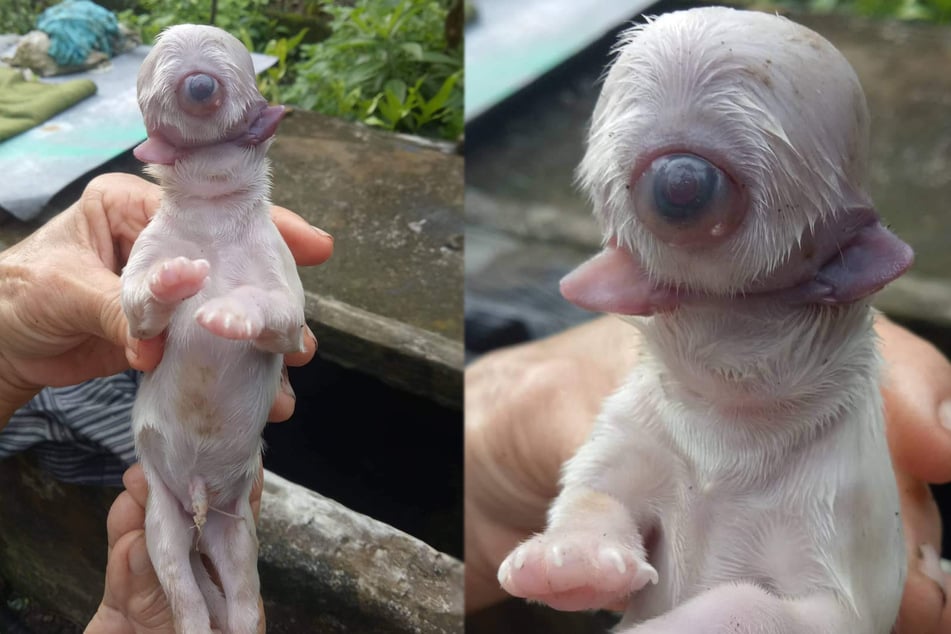 Facebook user Amie de Martin shared these pictures of the poor puppy.