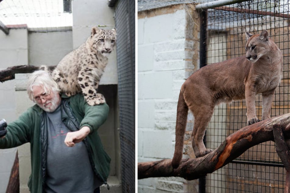 Eigentlich hätte Terrence Moore (78) von Gerichtswegen seine Tiere abgeben müssen. Doch sie durften vorerst bleiben. Nun wurde der Sammler von einem Puma gebissen.