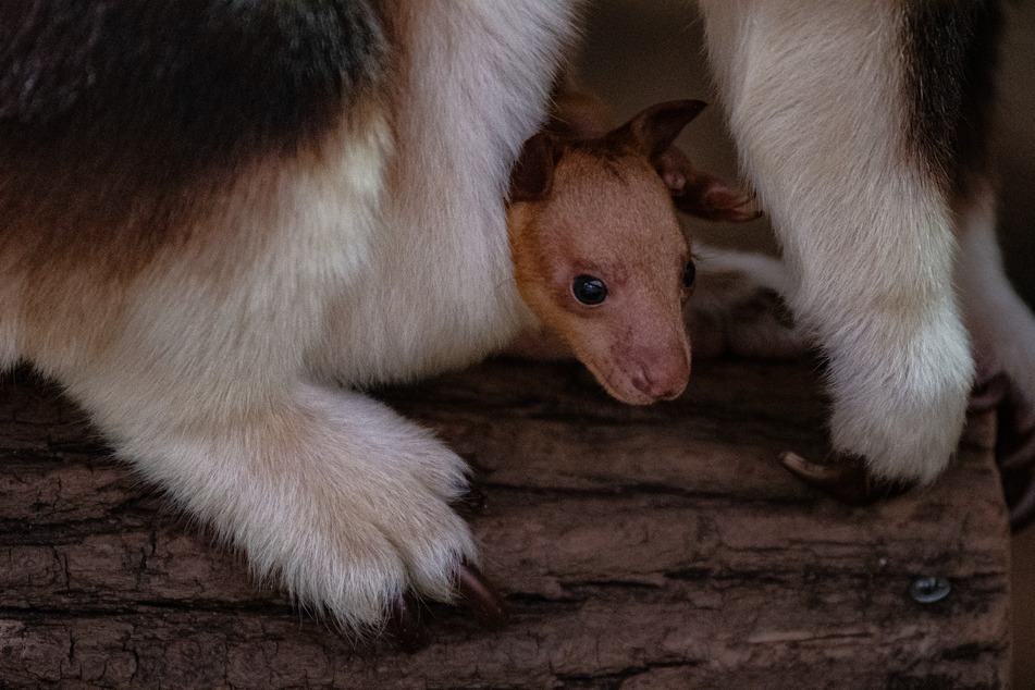 Seltener Zoo-Nachwuchs: Baumkänguru-Baby lässt sich blicken!