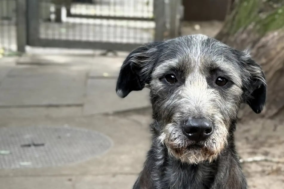 Cleo tiene cinco años y rebosa de energía.